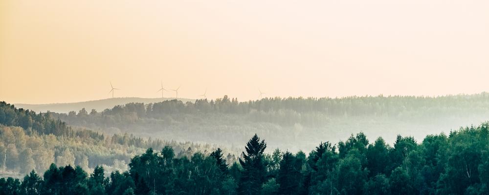 Skog med vindkraftverk i horisonten i skymning