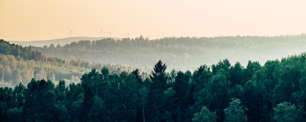Skog med vindkraftverk i horisonten i skymning