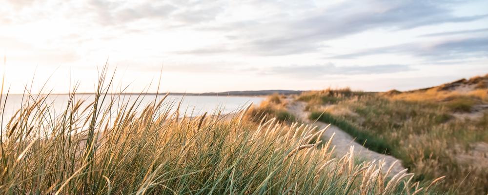 Närbild på vass på en svensk strand vid solnedgången.
